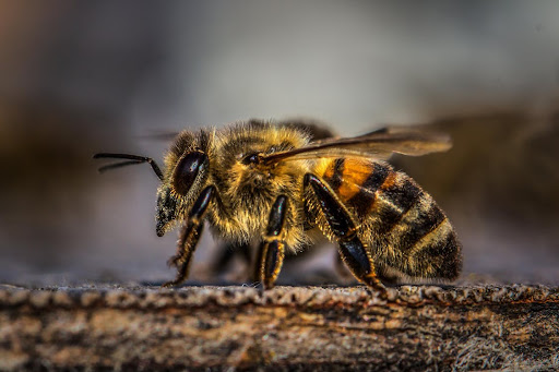 Miel de Abeja Pura y Natural - Apícola Susan